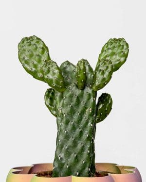 Opuncie (Opuntia rubescens) (S)