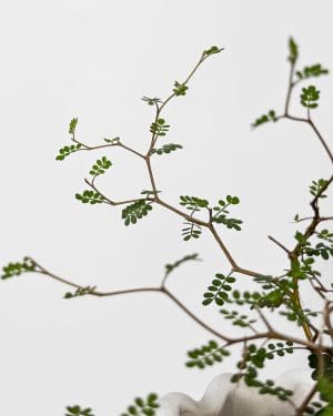 Sofora 'Little Baby' (Sophora prostrata) (S)