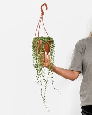 Starček převislý (Senecio rowleyanus) (M)