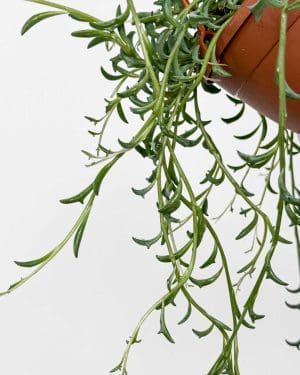 String of Dolphins 'ZACHRAŇ MĚ' (Senecio peregrinus) (M)