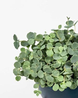 Rozchodník Sieboldův (Sedum sieboldii) (M)