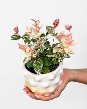 Jasmínovník vonný 'Tricolor' (Trachelospermum jasminoides) (S)