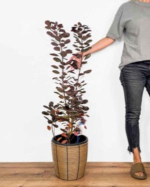 Ruj vlasatá 'Royal Purple' (Cotinus coggygria) (XL)