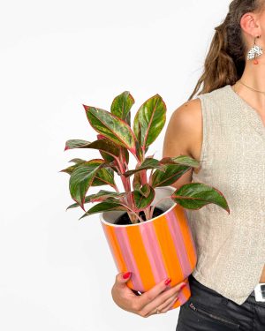 Aglaonema 'Siam Red' (Aglaonema) (M)