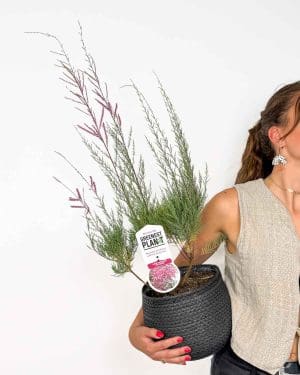 Tamaryšek 'Pink Cascade' (Tamarix ramosissima)