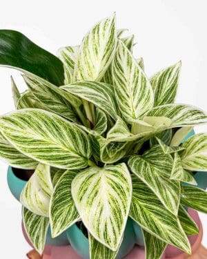 Filodendron 'Ivory Vein' (Philodendron) (M)