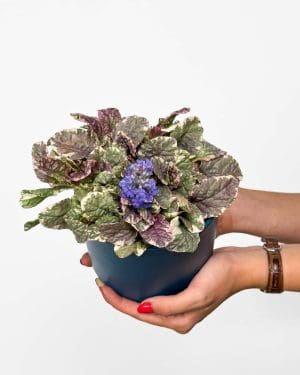 Zběhovec plazivý 'Burgundy Glow' (Ajuga reptans) (M)