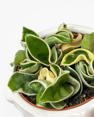 Voskovka 'Compacta Variegata' (Hoya carnosa) (S)
