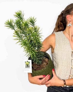 Hlavotis peckovitý 'Korean Gold' (Cephalotaxus harringtonia) (L)