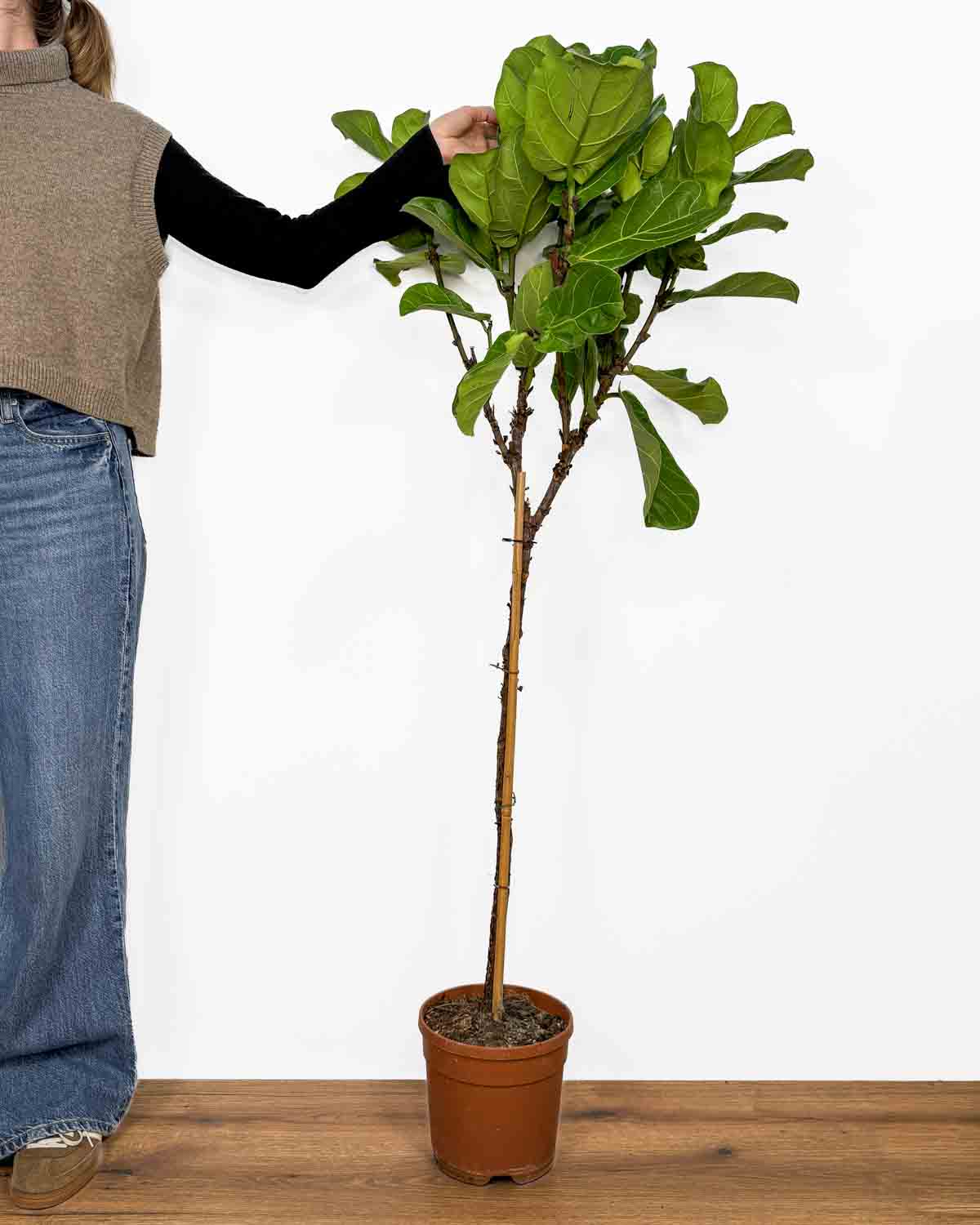 Fíkus lyrata 'ZACHRAŇ MĚ' (Ficus) (XXL)