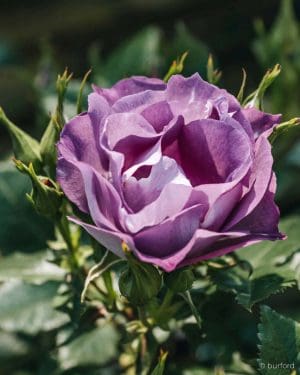 Růže mnohokvětá 'Blue For You' (Rosa) (M)