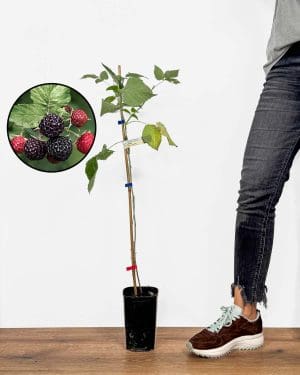 Sazenice černé maliny 'Black Jewel' (Rubus idaeus) (M)