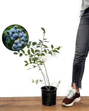 Sazenice Americká borůvka 'Duke' (Vaccinium corymbosum) (L)