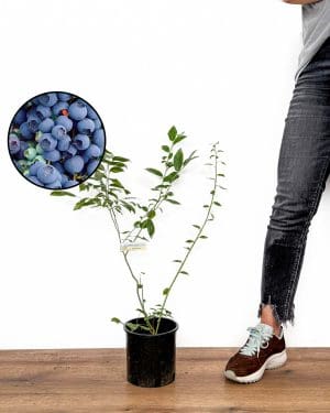 Sazenice Americká borůvka 'Bluecrop' (Vaccinium corymbosum) (L)