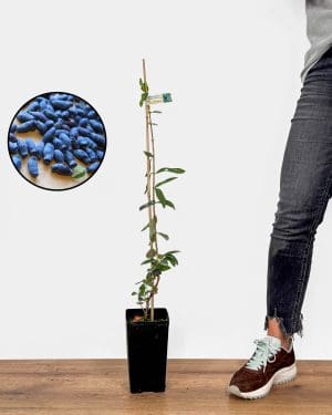 Sazenice Kamčatská borůvka 'Aurora' (Lonicera caerulea) (M)