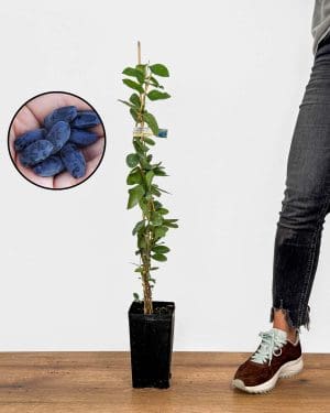 Sazenice Kamčatská borůvka 'Honeybee' (Lonicera caerulea) (M)