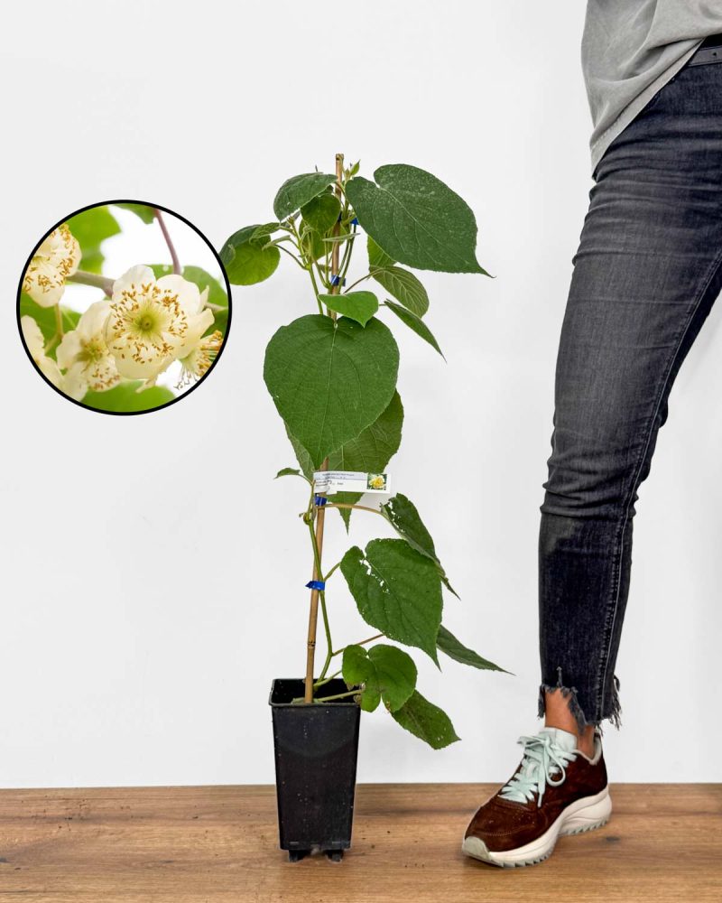 Sazenice Velkoplodé kiwi 'Tomuri' (Actinidia deliciosa) (M)
