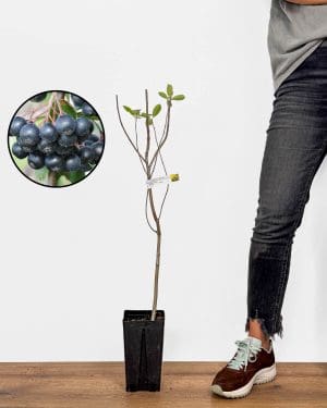 Sazenice Aronie 'Nero' (Aronia melanocarpa) (M)