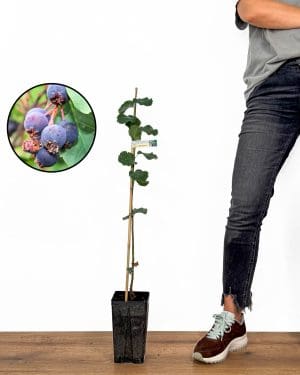 Sazenice muchovník lamarkův 'Martin' (Amelanchier lamarckii) (M)