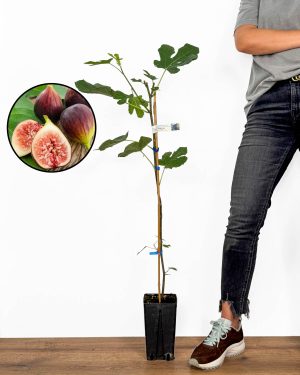 Sazenice Fíkovník 'Brown Turkey' (Ficus carica) (M)