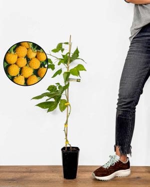 Sazenice žluté maliny 'Alpen Gold' (Rubus idaeus)