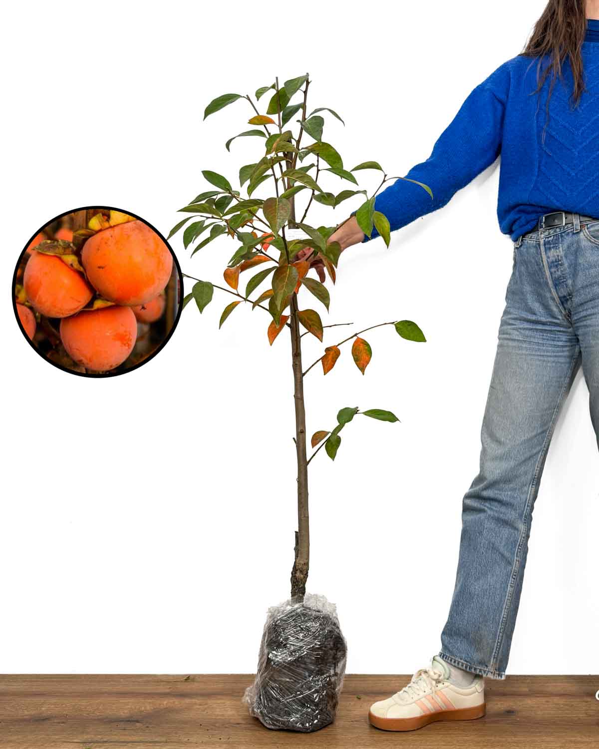 Sazenice Kaki 'Tipo' (Diospyros kaki)