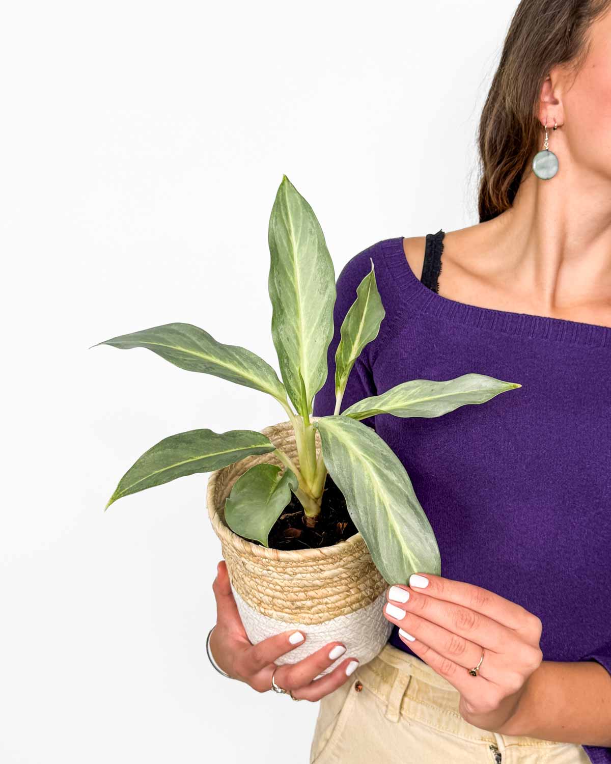 Aglaonema 'Ghost' (Aglaonema) (M)