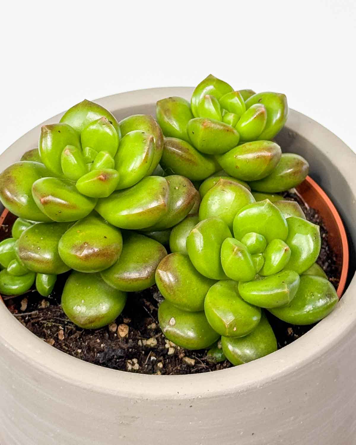 Giant jellybean sukulent (Sedum lucidum) (S)