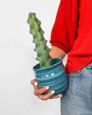 Boobie kaktus (Myrtillocactus geometrizans 'Fukurokuryuzinboku') (S)