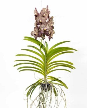 Orchidej Vanda 'Ocelot Mocha' - Fialová