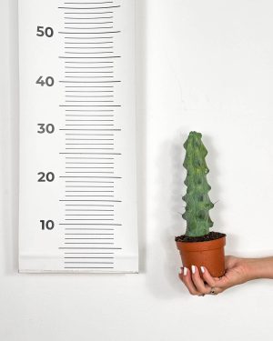 Boobie kaktus (Myrtillocactus geometrizans 'Fukurokuryuzinboku') (S)