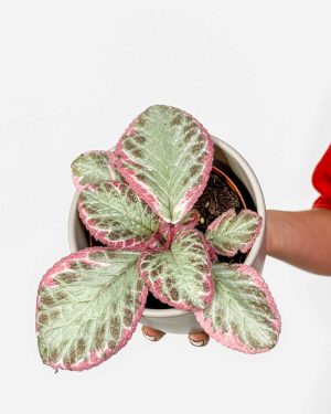 Episcie 'Cleopatra' (Episcia) (M)