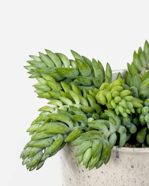 Burro's tail (Sedum burrito) (M)