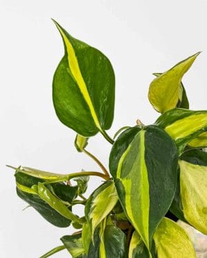 Filodendron 'Brasil' (Philodendron scandens) (M)