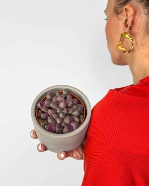 Červené živé kamínky (Pleiospilos nellii 'Rubra') (S)