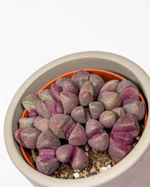 Červené živé kamínky (Pleiospilos nellii 'Rubra') (S)