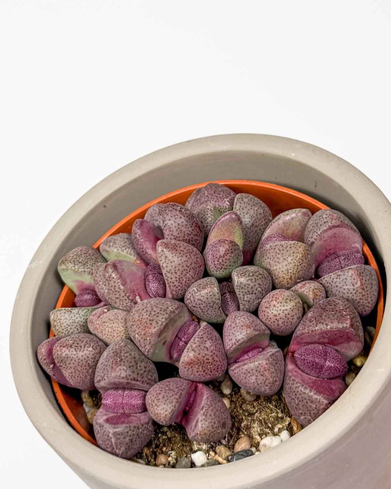 Červené živé kamínky (Pleiospilos nellii 'Rubra') (S)