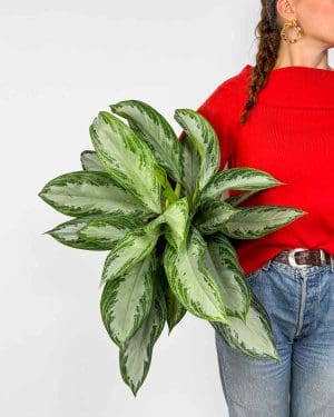 Aglaonema 'Silver Bay' (Aglaonema) (L)