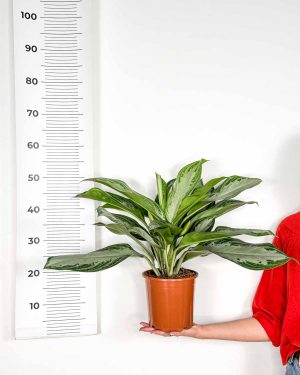 Aglaonema 'Silver Bay' (Aglaonema) (L)