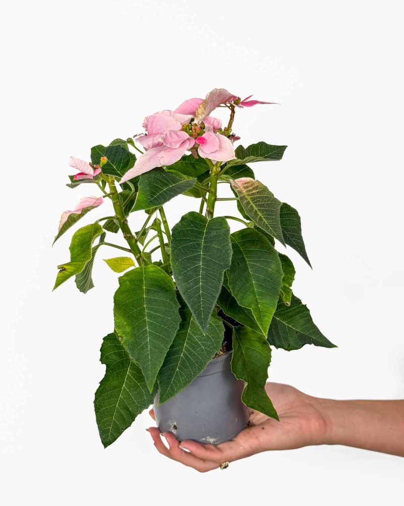Vánoční hvězda 'Pink' (Euphorbia pulcherrima) (M) 'ZACHRAŇ MĚ'