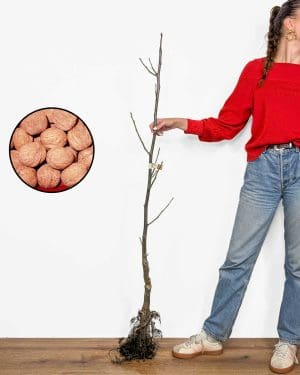 Sazenice Ořešák královský 'Elit' (Juglans regia)