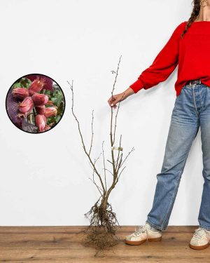 Sazenice Líska obecná (Corylus avellana)