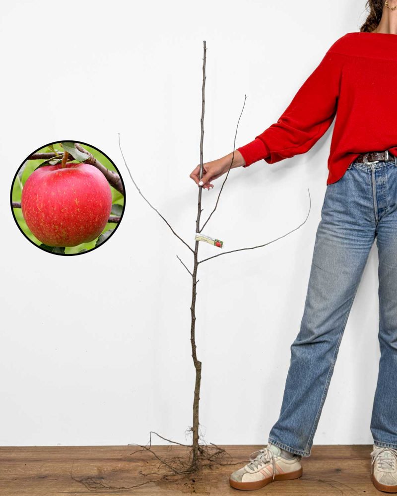 Sazenice Jabloně 'Gala' (Malus domestica)