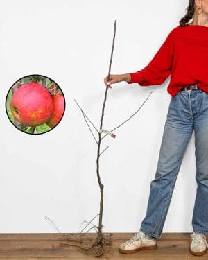 Sazenice Jabloně 'Elstar' (Malus domestica)