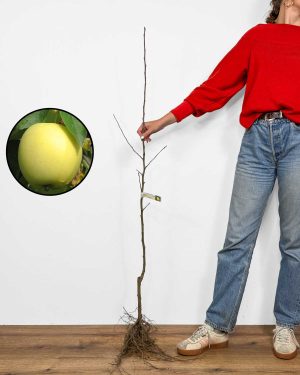Sazenice Jabloně 'Beličnik' (Malus domestica)