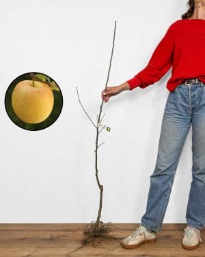 Sazenice Jabloně 'Golden Delicious' (Malus domestica)