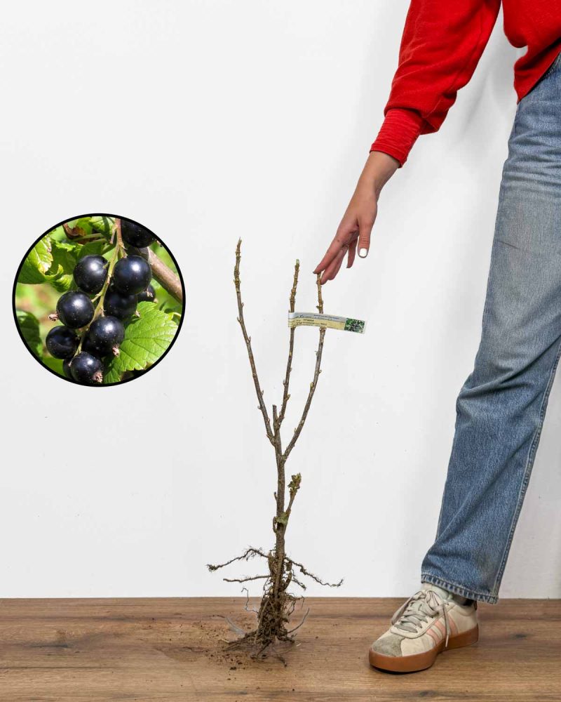 Sazenice Černý rybíz 'Titania' (Ribes nigrum)