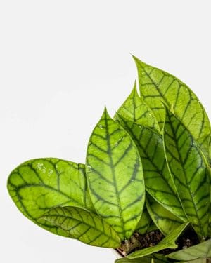 Voskovka 'Callistophylla' (Hoya) (M)