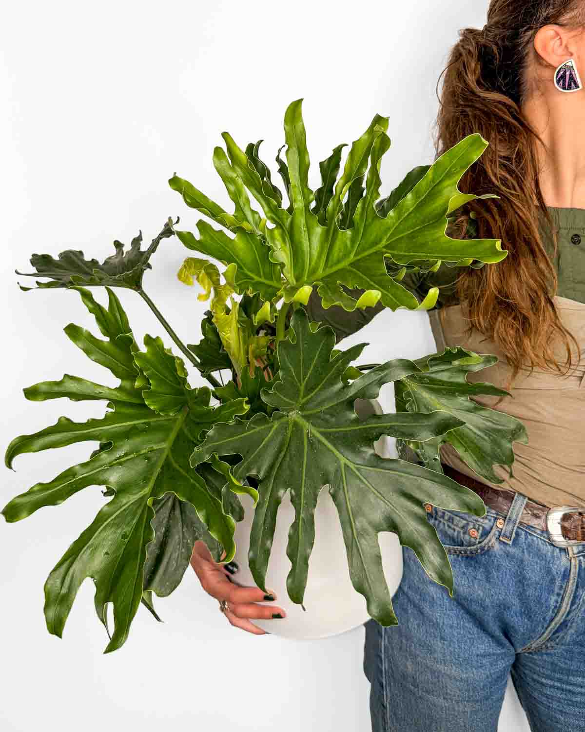 Filodendron 'Hope' (Thaumatophyllum bipinnatifidum) (XL)