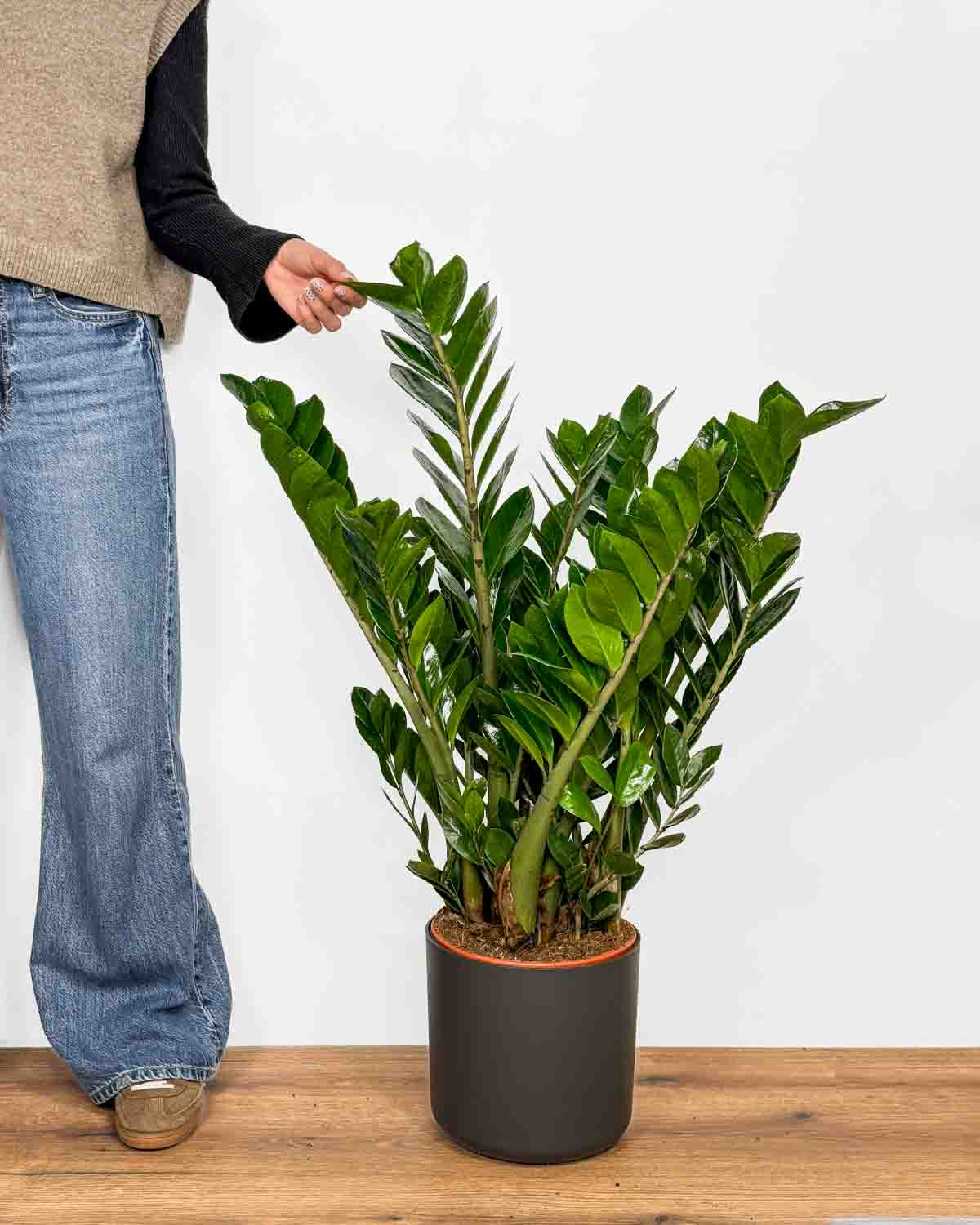 Zamiokulkas (Zamioculcas zamiifolia) (XL)